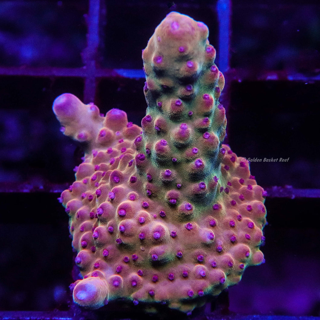 Acropora GB Red Bull