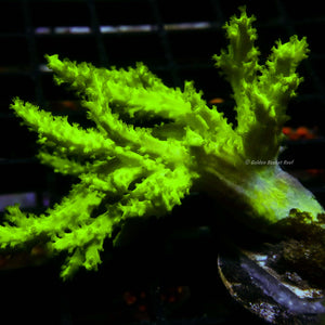 Leather Sinularia Neon Green Finger