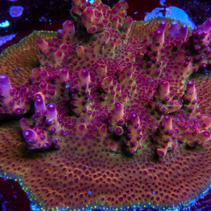 Acropora GB Red Bull